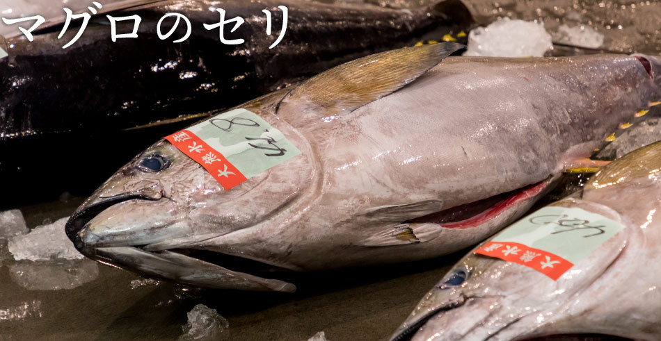 マグロのセリ