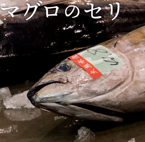 マグロのセリ